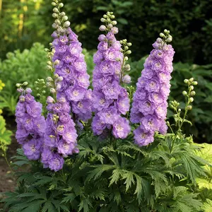 Delphinium elatum 'Highlander Sweet Sensation'