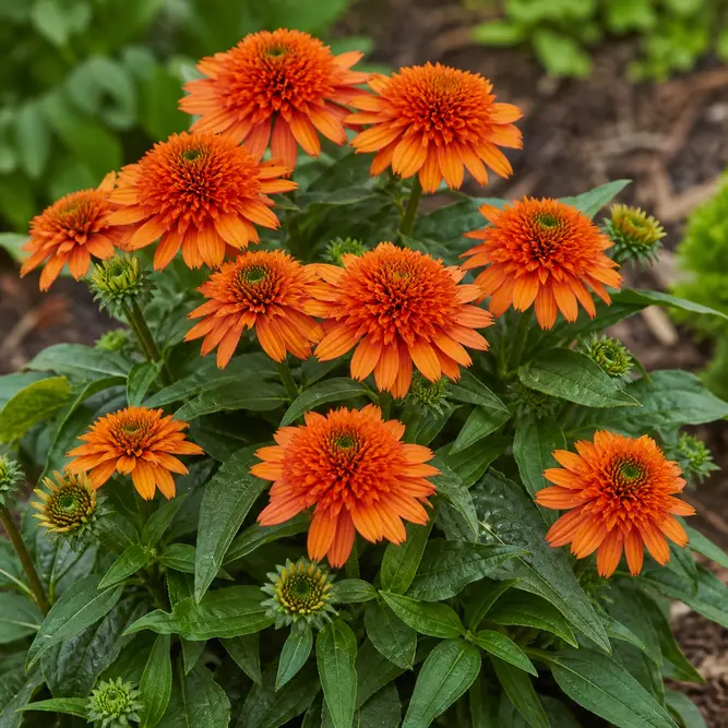 Echinacea 'SunSeekers Clementine' (Pot Size 3L) Coneflower