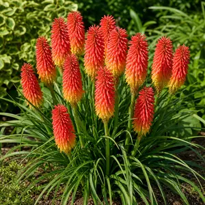 Kniphofia 'Backdraft'