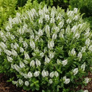 Hebe Addenda® 'Donna Jenna'