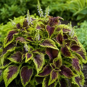 Coleus scutellarioides 'Main Street Alligator Alley'
