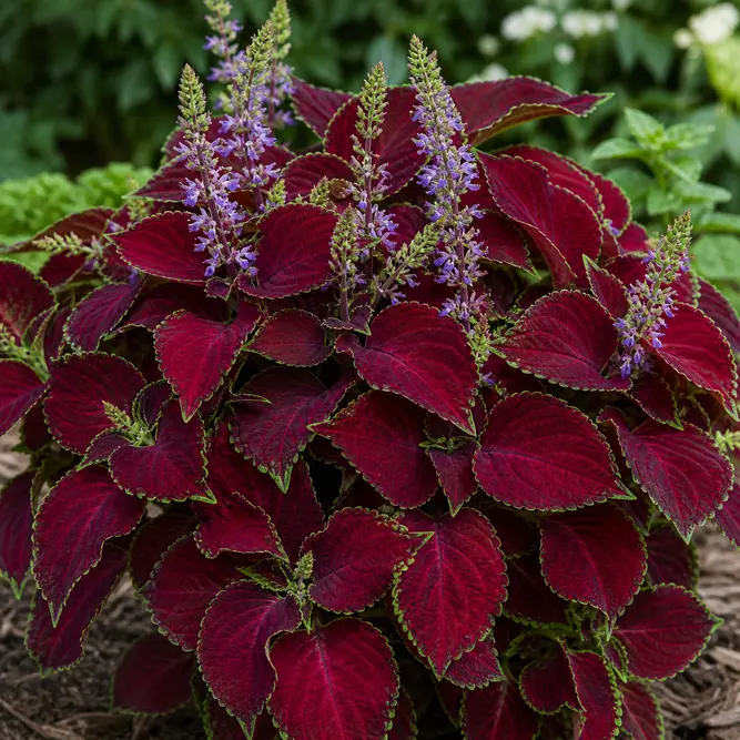 Coleus scutellarioides 'Main Street Ruby Road' (Pot Size 1L) Ruby Road Coleus