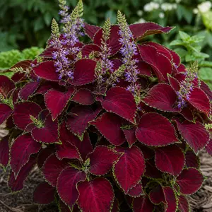 Coleus scutellarioides 'Main Street Ruby Road'