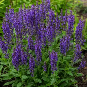 Salvia x jamensis 'Kolmaamaz'