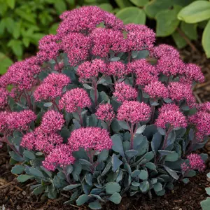 Hylotelephium cauticola 'Rocky'