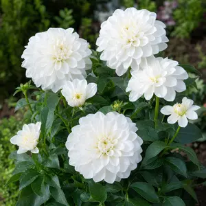 Dahlia × pinnata 'White Perfection'