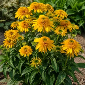 Echinacea SunSeekers Golden Sun 'Ifecssgold'