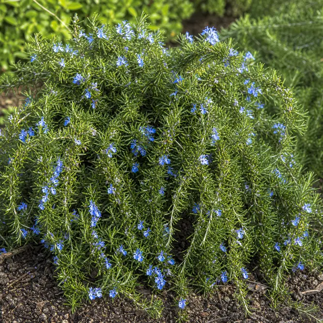 Rosmarinus officinalis Prostratus Group (Pot Size 18cm) Creeping Rosemary