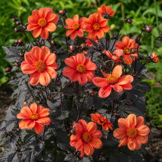 Dahlia 'Waltzing Mathilda' (Pot Size 3L)
