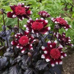 Dahlia 'Missis Miley'