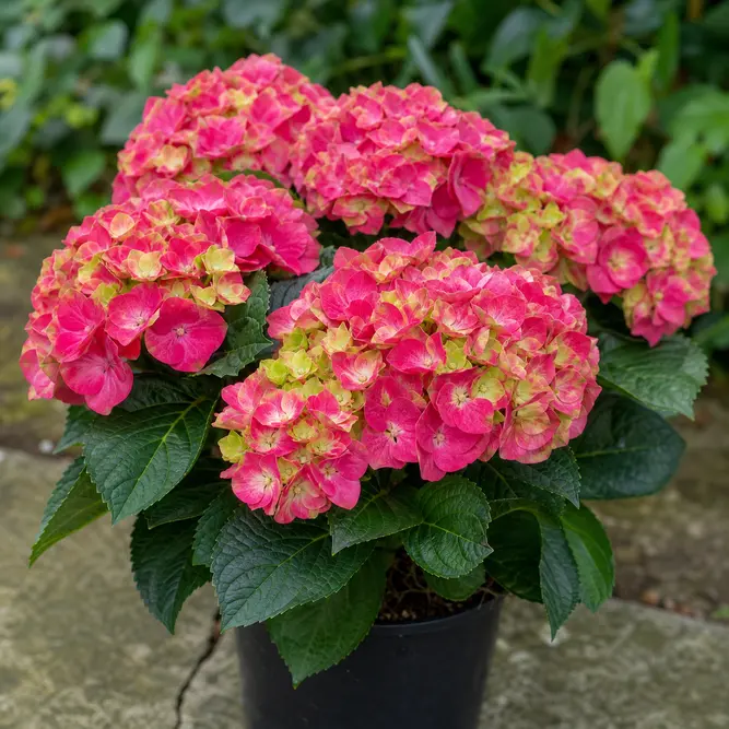 Hydrangea macrophylla 'Magical Revolution' (Pot Size 10.5cm) Magical Revolution