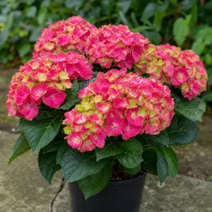 Hydrangea macrophylla 'Magical Revolution'