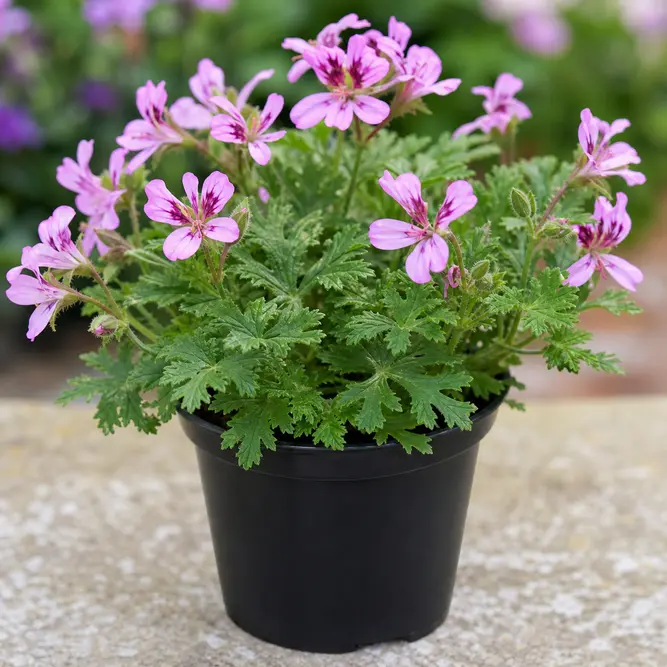 Pelargonium 'Scent Orange' (Pot Size 12cm) Orange-Scented Geranium