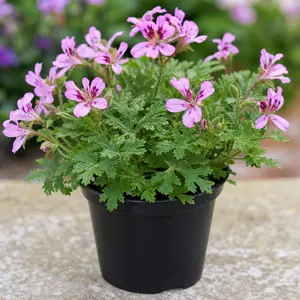 Pelargonium 'Scent Orange'