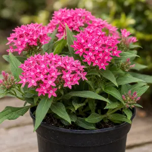 Pentas lanceolata Pink