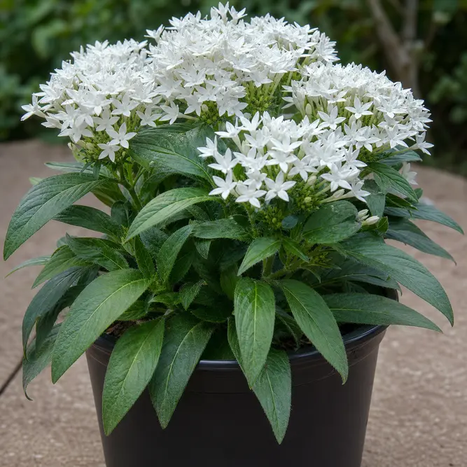 Pentas lanceolata White (Pot Size 12cm) Egyptian Starflower