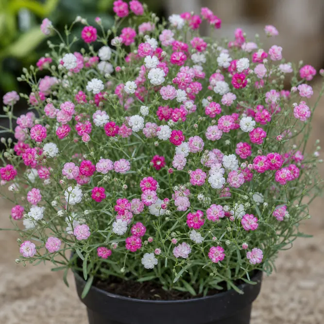 Gypsophila muralis 'Gypsy Bicolor' (Pot Size 12cm) Baby's Breath
