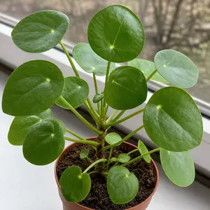 Pilea peperomioides