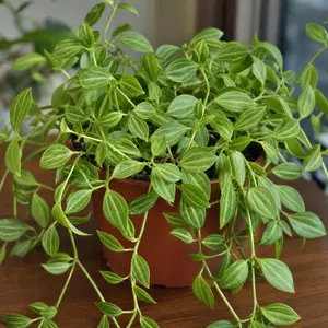 Peperomia angulata 'Rocca Vivace'
