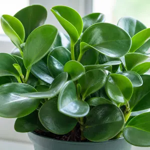 Peperomia obtusifolia
