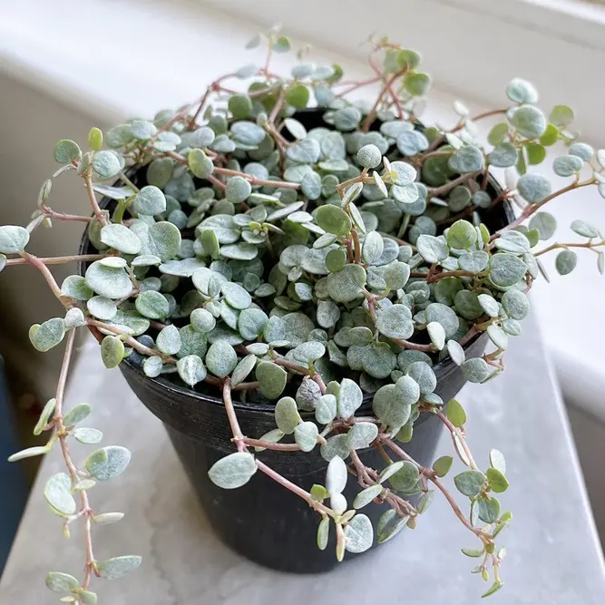 Pilea glaucophylla 'Greyzy' (Pot Size 6cm) Silver Sparkle Pilea