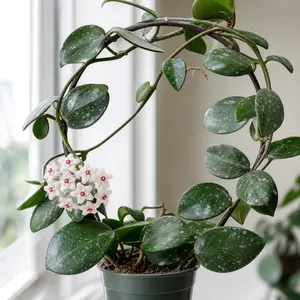 Hoya pubicalyx