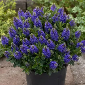 Hebe × andersonii Blue