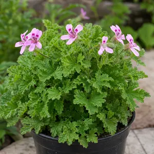Pelargonium crispum