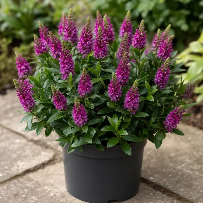 Hebe 'Donna' (Pot Size 19cm) Shrubby Veronica