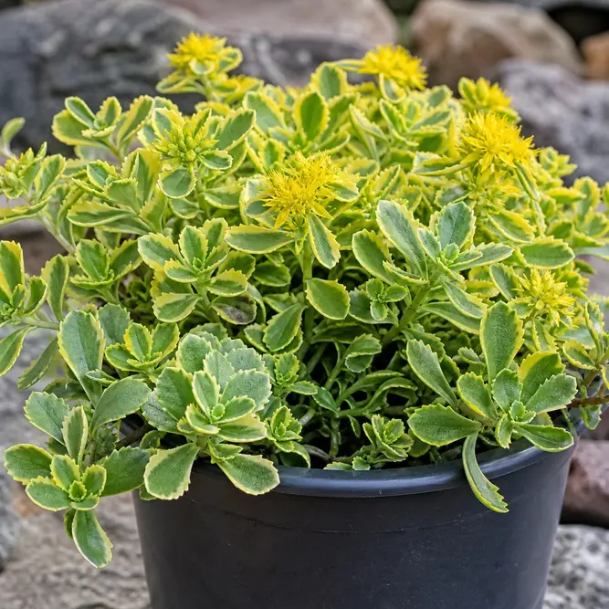 Sedum acre 'Yellow Queen' (Pot Size 13cm) Biting Stonecrop