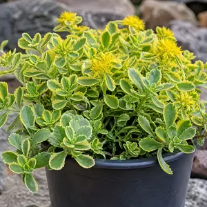Sedum acre 'Yellow Queen'