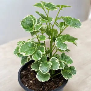 Polyscias balfouriana 'Butterfly'