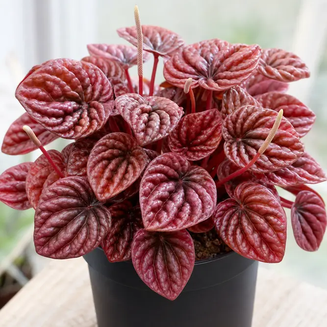 Peperomia caperata 'Cayenne' (Pot Size 12cm) Red Ripple Peperomia