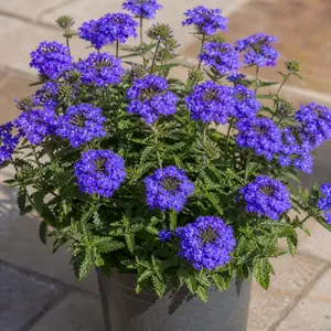 Verbena bonariensis 'Bonnie Blue'