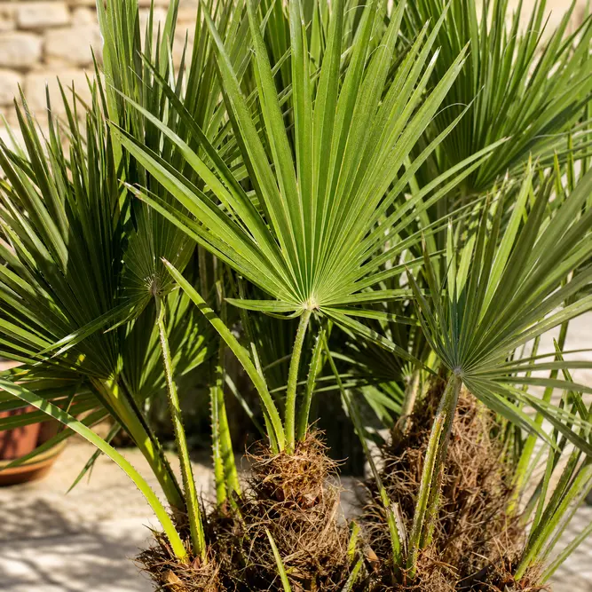 Chamaerops humilis (Pot Size 24cm) Mediterranean Fan Palm