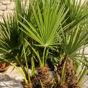 Chamaerops humilis (Pot Size 28cm) Mediterranean Fan Palm
