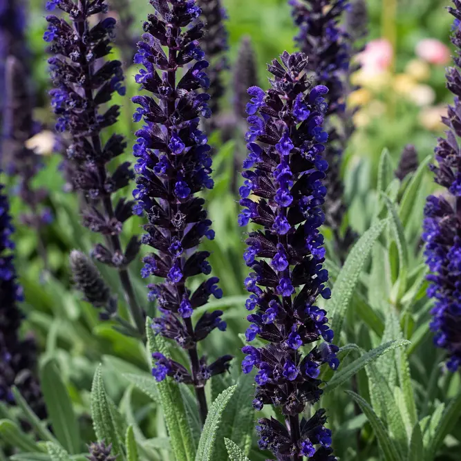 Salvia nemorosa 'Dark Matter' (Pot Size 3L) Meadow Sage
