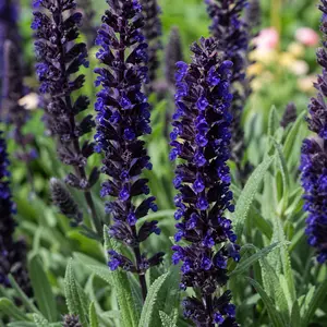 Salvia nemorosa 'Dark Matter'