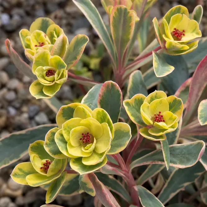Euphorbia × martini 'Ascot Rainbow' (Pot Size 1L) Martin's Spurge