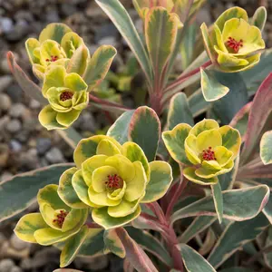 Euphorbia × martini 'Ascot Rainbow'