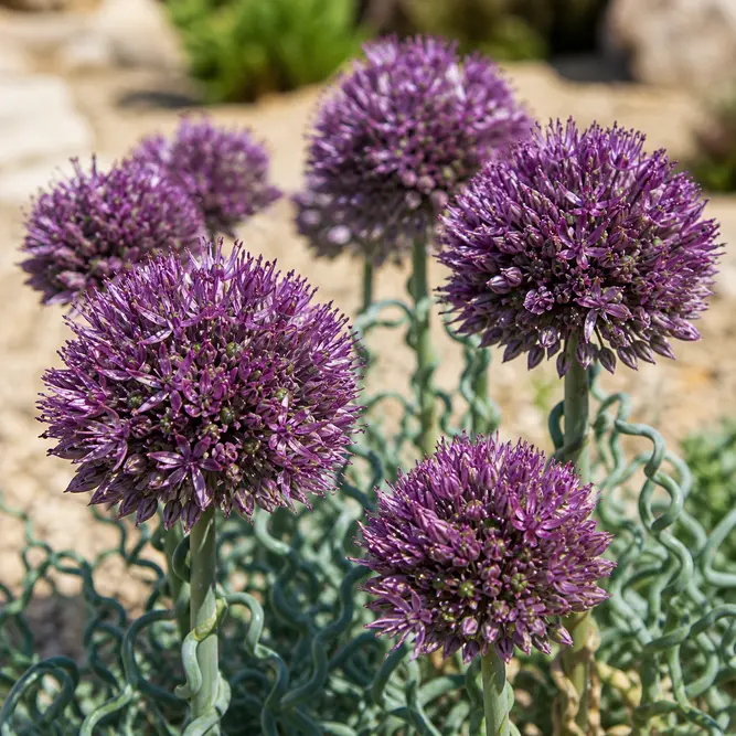 Allium 'Lavender Bubbles' (Pot Size 3L) Ornamental Onion