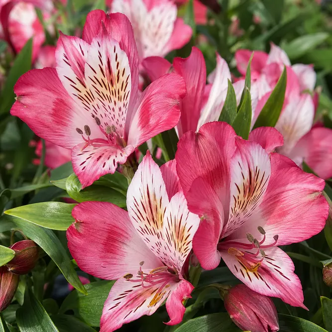 Alstroemeria 'Mirabel' (Pot Size 3L) Peruvian Lily