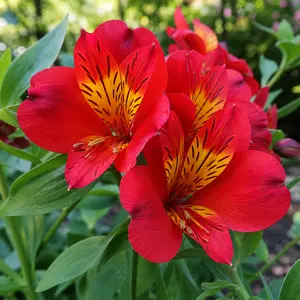 Alstroemeria 'Inticancha Doba'