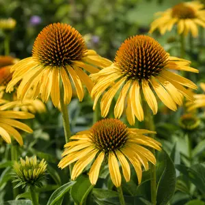 Echinacea paradoxa