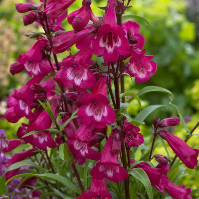 Penstemon 'Parade of Parrots' (Pot Size 3L) Beardtongue
