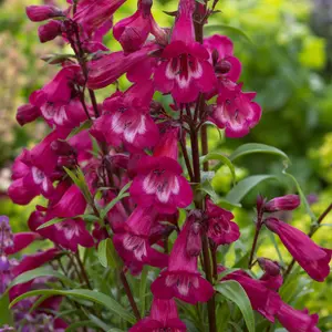 Penstemon 'Parade of Parrots'