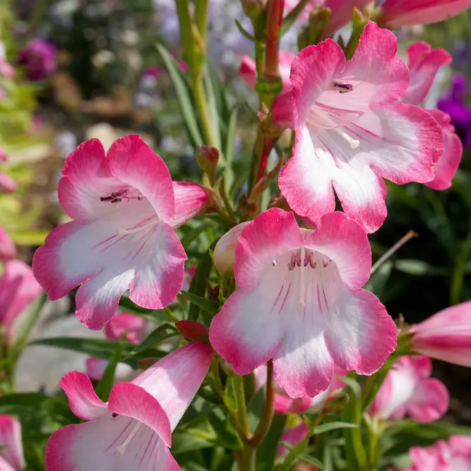 Penstemon 'Fujiyama' (Pot Size 3L) Beardtongue
