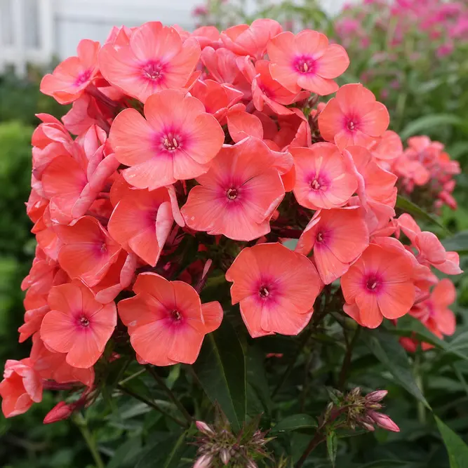 Phlox paniculata 'Sweet Summer Dream Orange Rose' (Pot Size 3L) Garden Phlox