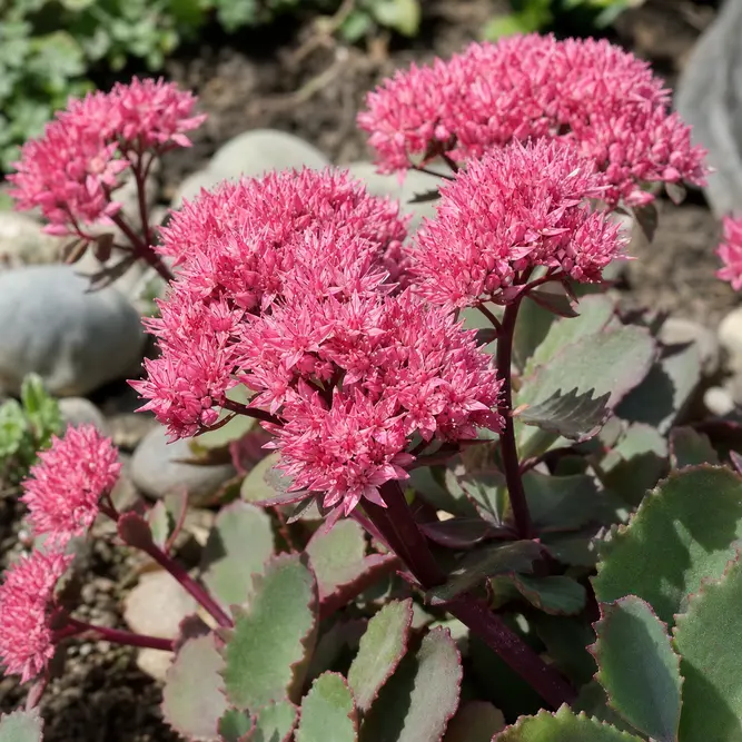 Sedum telephium 'Double Martini' (Pot Size 3L) Double Martini Stonecrop