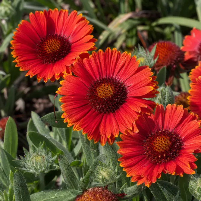 Gaillardia x 'Gusto Paprika' (Pot Size 3L) Blanket Flower